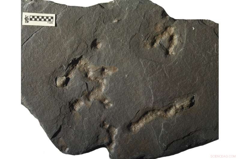 The Oldest Fossilized Burrows: Redefining Earth s Early Life