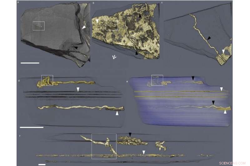 The Oldest Fossilized Burrows: Redefining Earth s Early Life