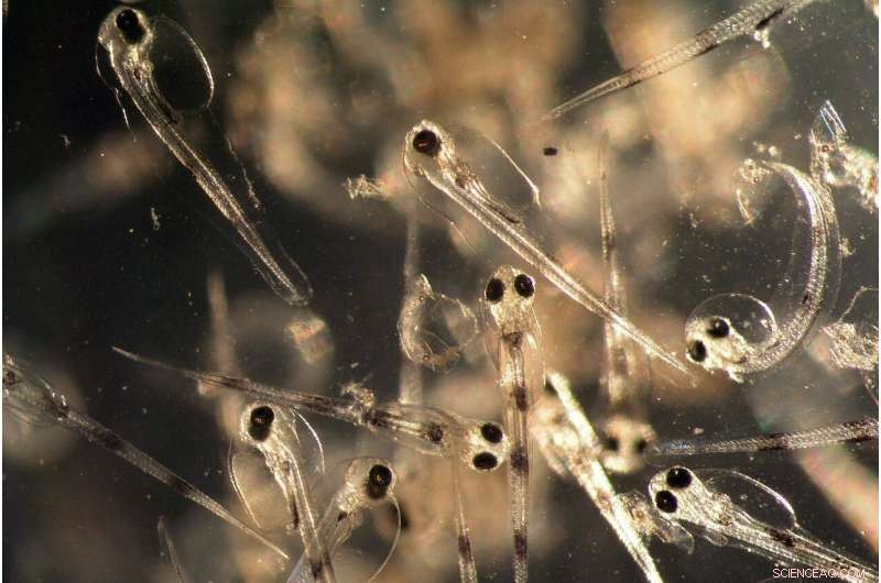 New Study Shows Ocean Acidification Harms Cod Larvae More Severely Than Expected