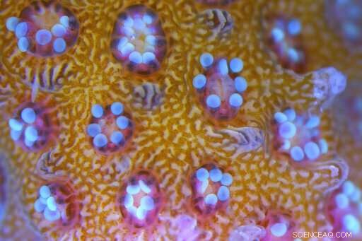 Northern Red Sea Coral Reefs Show Resilience Amid Rising Heat