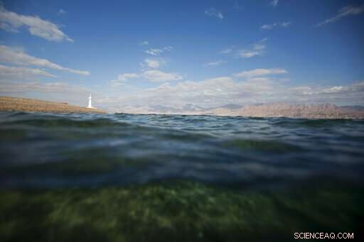 Northern Red Sea Coral Reefs Show Resilience Amid Rising Heat