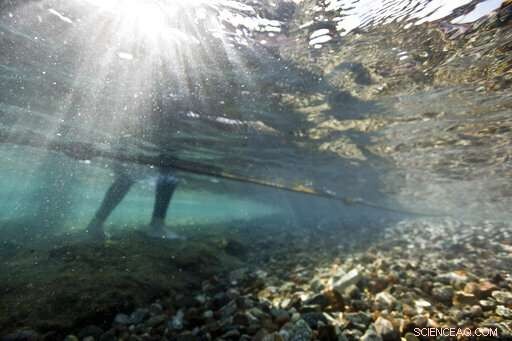 Northern Red Sea Coral Reefs Show Resilience Amid Rising Heat