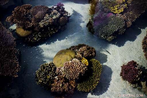 Northern Red Sea Coral Reefs Show Resilience Amid Rising Heat