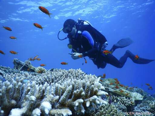 Northern Red Sea Coral Reefs Show Resilience Amid Rising Heat