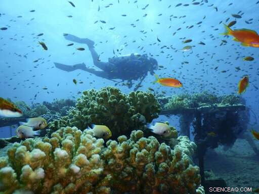 Northern Red Sea Coral Reefs Show Resilience Amid Rising Heat