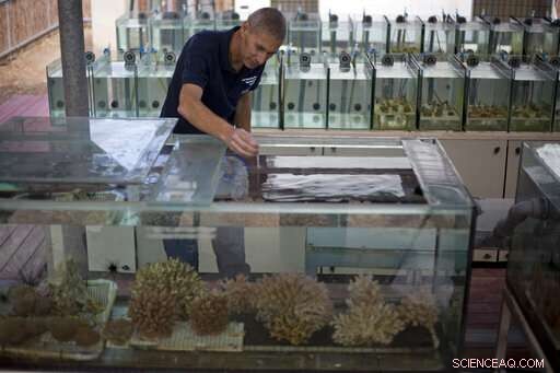 Northern Red Sea Coral Reefs Show Resilience Amid Rising Heat
