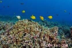 Socio-Economic Pressures Threaten Coral Reefs Worldwide