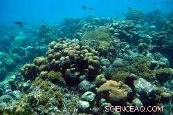 Socio-Economic Pressures Threaten Coral Reefs Worldwide