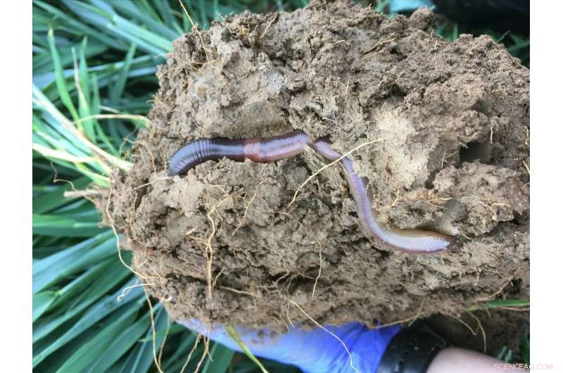 Research on Earthworm Decline Urges English Farmers to Adopt New Farming Practices