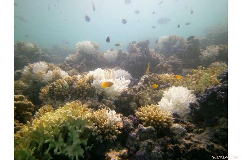 How Proximity to Land Shapes Coral Reef Resilience to Climate Change