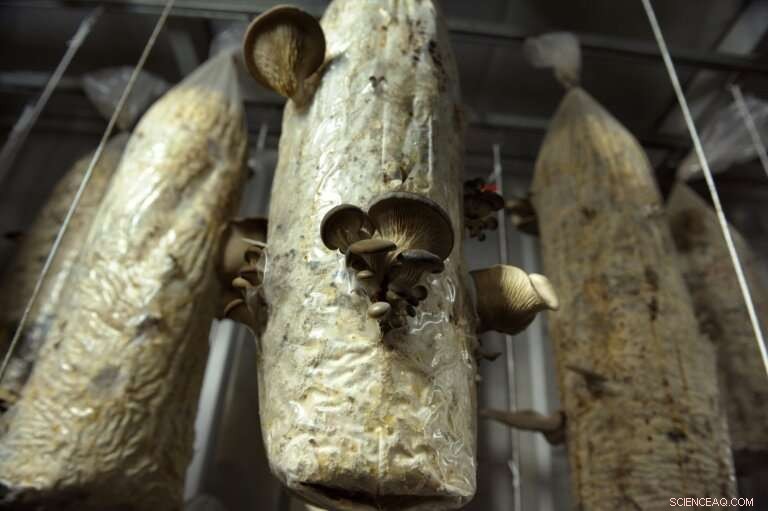 Parisians Discover Coffee-Driven Urban Mushroom Cultivation