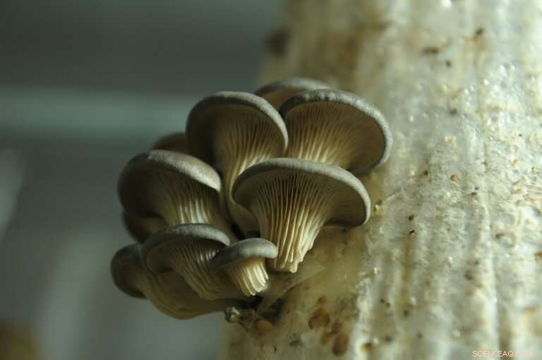 Parisians Discover Coffee-Driven Urban Mushroom Cultivation