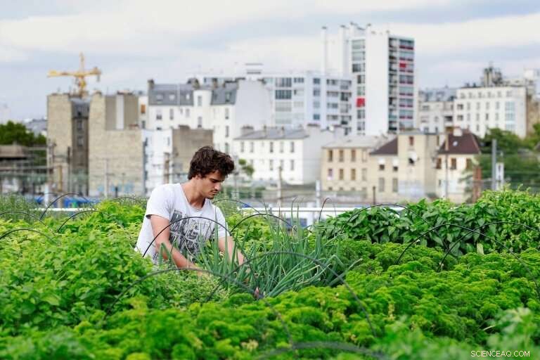 Accelerating Urban Agriculture: Ensuring Viable, Sustainable Food Production
