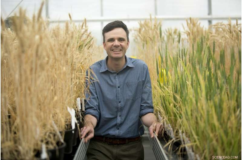 Early Sowing Systems Drive Higher Yields for Australia s Grain Industry