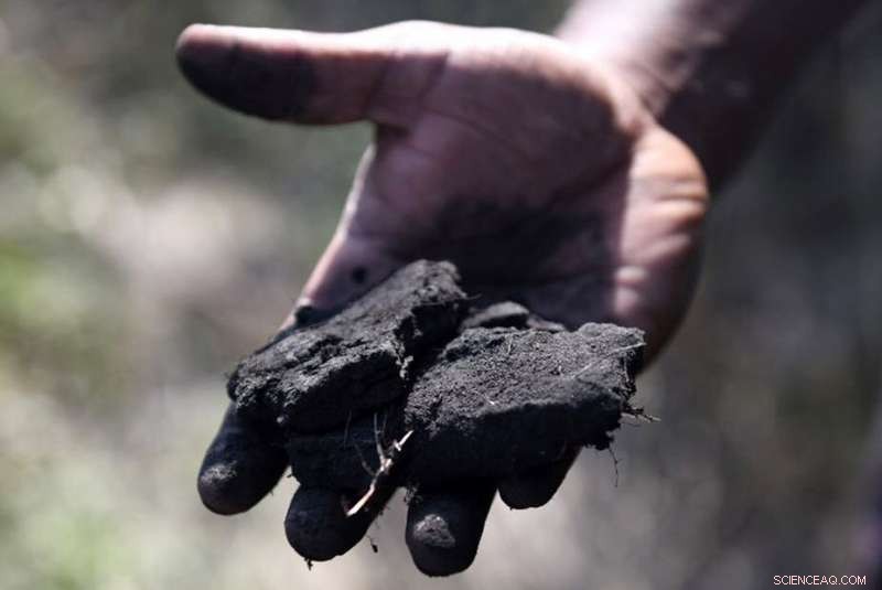 Global Coal Consumption Rising: Key Drivers and Implications