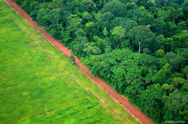 Global Forests Absorb More Carbon, Scientists Report