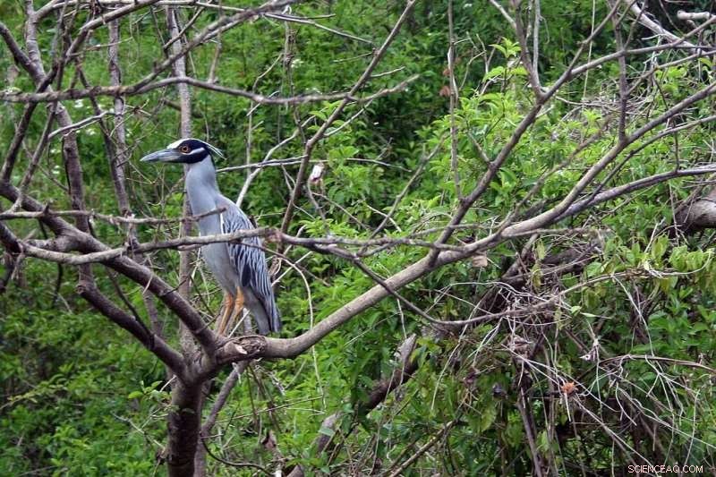 Global Forests Absorb More Carbon, Scientists Report