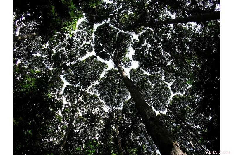 Global Forests Absorb More Carbon, Scientists Report