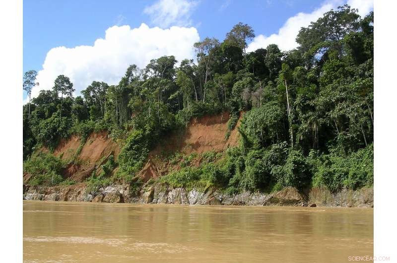 Global Forests Absorb More Carbon, Scientists Report