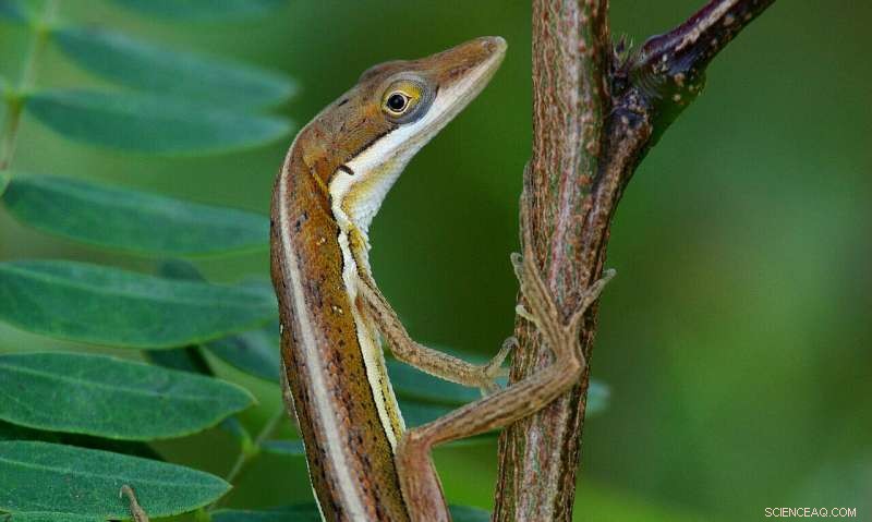 How Elevation Shapes Climate Change Impact, Deforestation Rates, and Species Survival