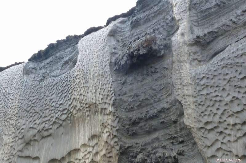 New Research on Ancient Wetlands Sheds Light on the Global Carbon Cycle