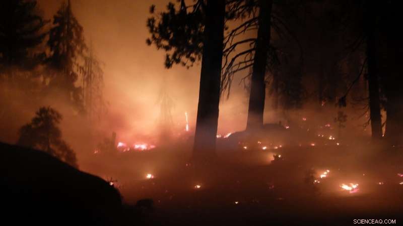 Simulating Forest and Fire Dynamics to Predict Future Wildfire Burn Areas