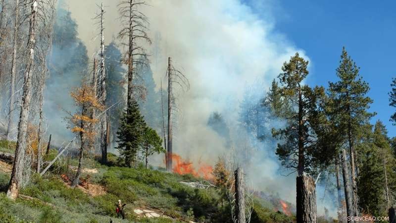 Simulating Forest and Fire Dynamics to Predict Future Wildfire Burn Areas