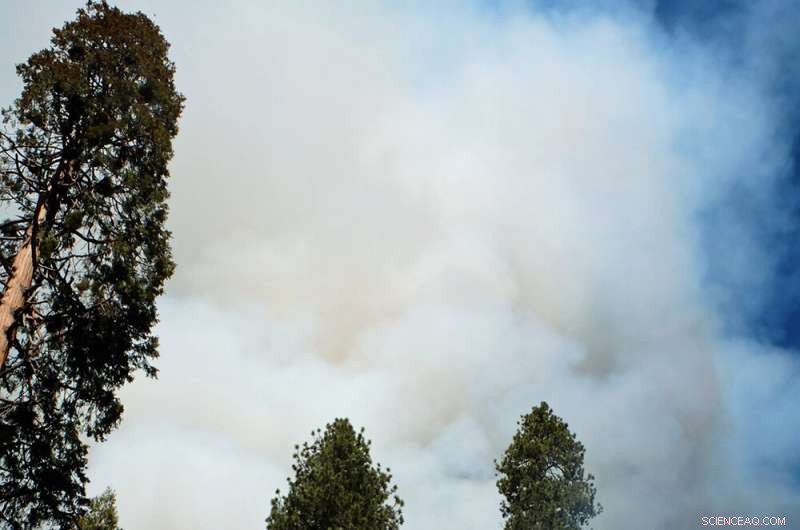 Simulating Forest and Fire Dynamics to Predict Future Wildfire Burn Areas