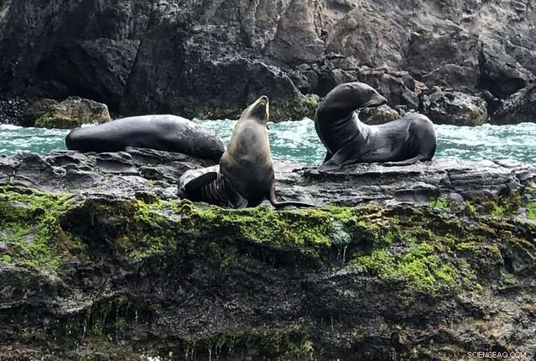 Robinson Crusoe Island Sets New Standard in Conservation