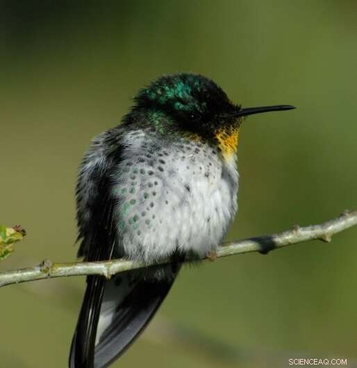 Robinson Crusoe Island Sets New Standard in Conservation