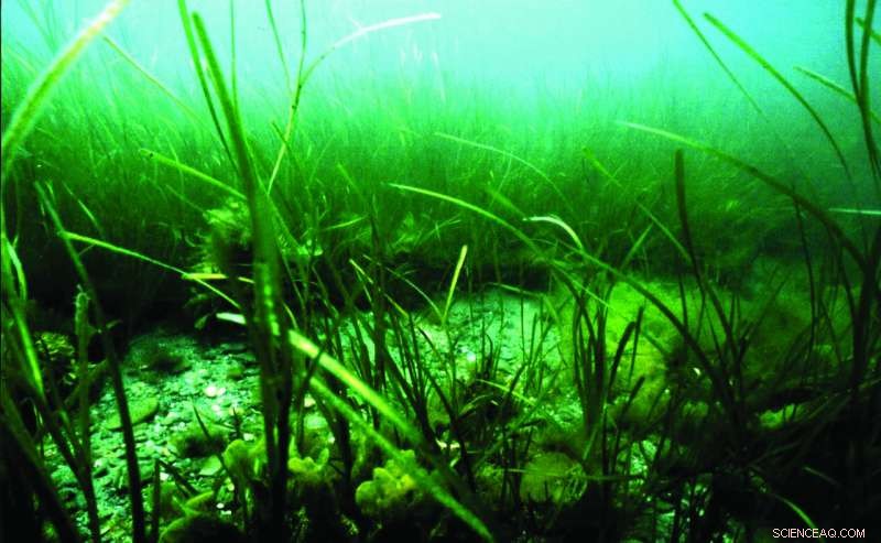 Extracting Submerged Soil Cores: Techniques and Challenges