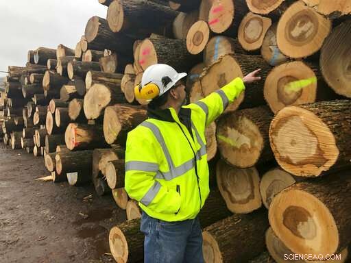Ash Loggers Act Swiftly to Preserve Timber Before Emerald Ash Borer Destroys Forests