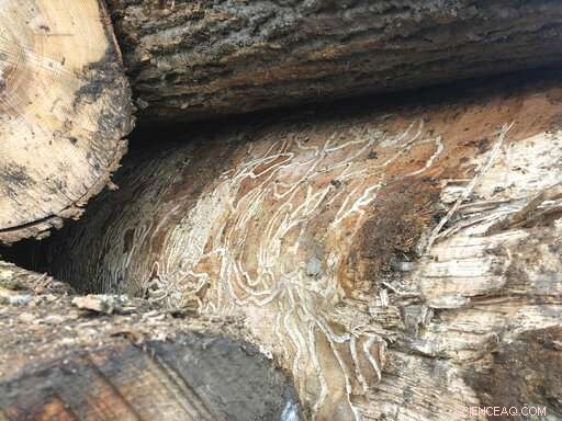 Ash Loggers Act Swiftly to Preserve Timber Before Emerald Ash Borer Destroys Forests