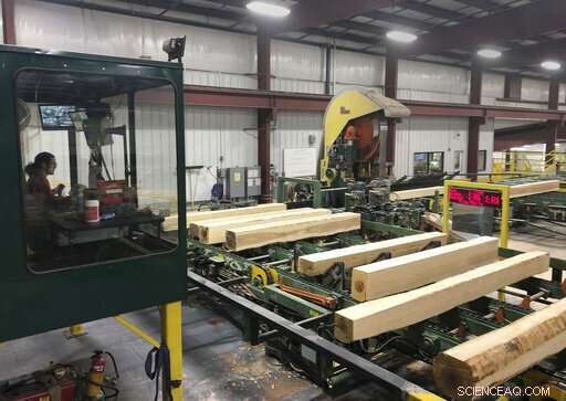 Ash Loggers Act Swiftly to Preserve Timber Before Emerald Ash Borer Destroys Forests