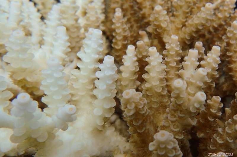 Sudden Salinity Declines Disrupt Coral Biochemistry, Threatening Reef Health