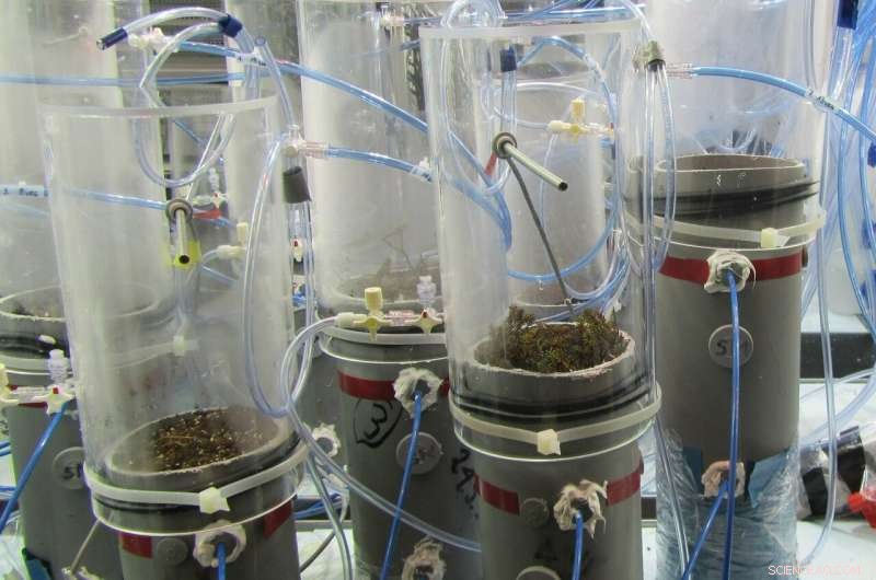 Arctic Study Reveals Thawing Permafrost Peatlands Could Amplify Atmospheric CO₂ Levels