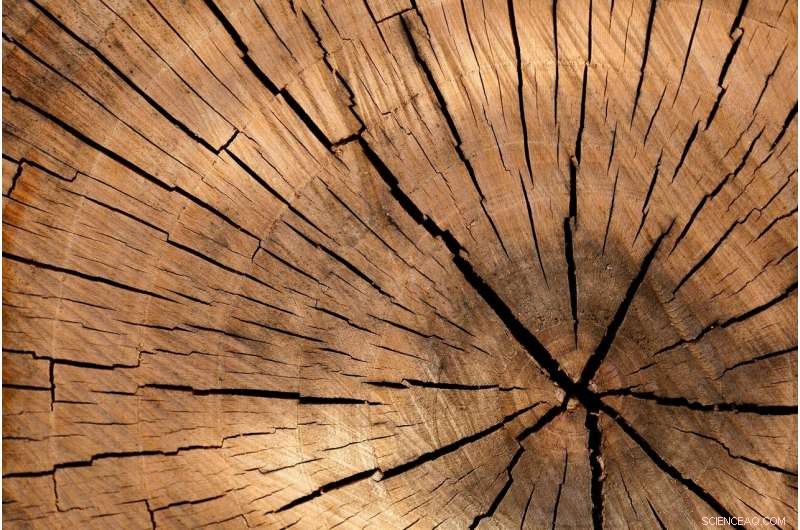 Tree Rings Reveal a Clearer Picture of Past Climate