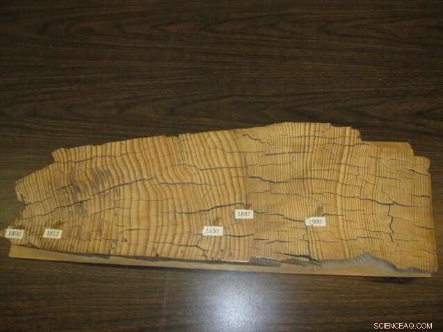 Revolutionary Tree‑Ring Analysis Technique Unlocks New Climate History