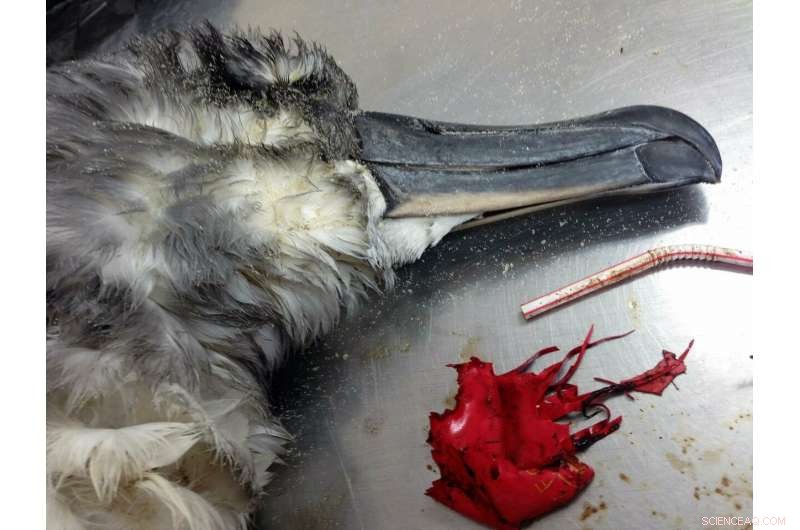 Balloons Ranked as Top Marine Debris Threat to Seabird Survival