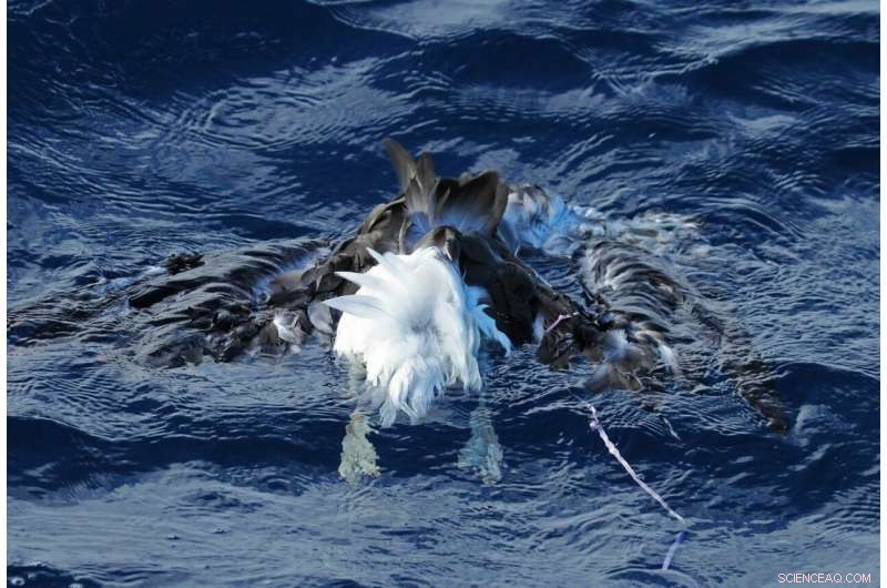 Balloons Ranked as Top Marine Debris Threat to Seabird Survival