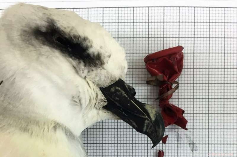 Balloons Ranked as Top Marine Debris Threat to Seabird Survival