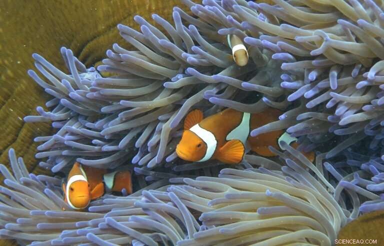 Ocean Heatwaves Threaten Marine Life: A Growing Crisis