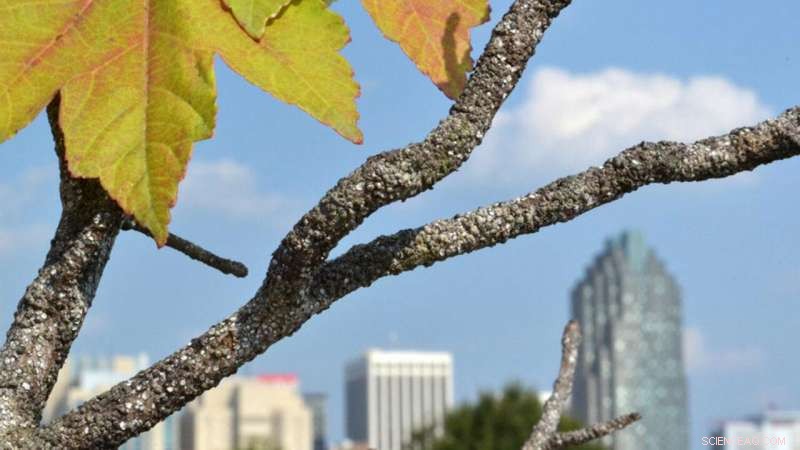 Concrete Stress: Why City Trees Are Withering