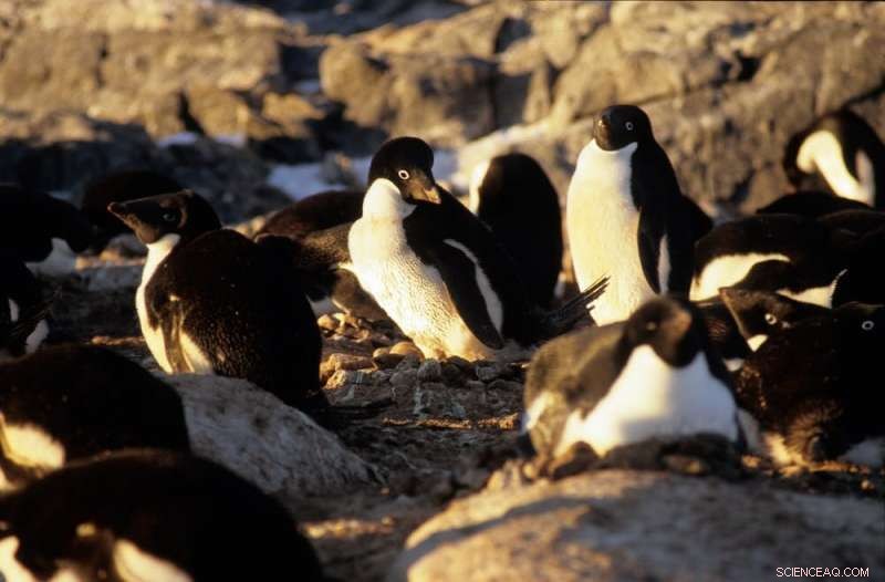 First Precise Measurement of Human Footprint on Antarctica Revealed