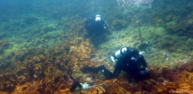 Rising Marine Heatwaves Threaten Ocean Species