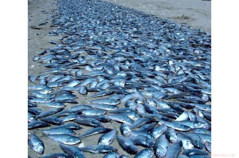 Rising Marine Heatwaves Threaten Ocean Species