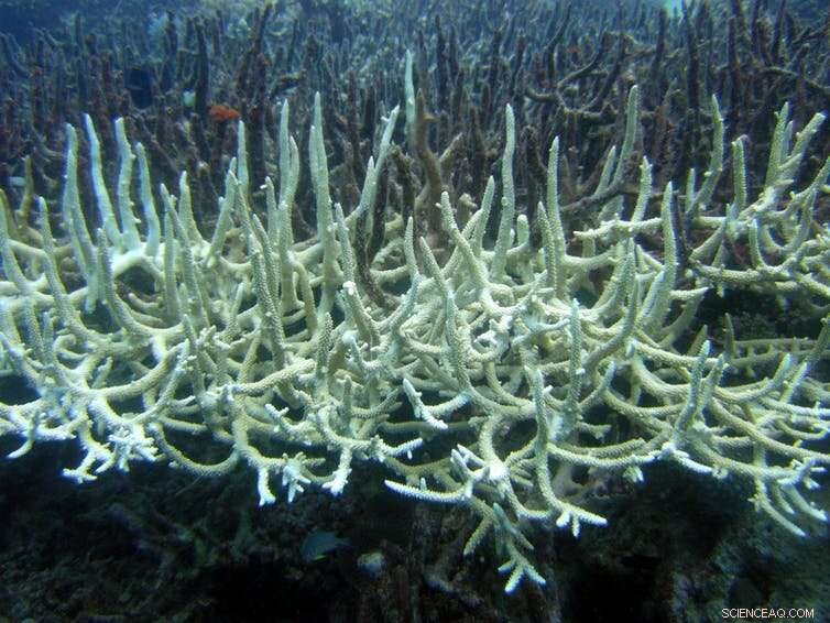 Rising Marine Heatwaves Threaten Ocean Species