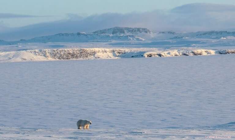 Russia’s Arctic Development Threatens Polar Bears, Intensifying Climate Challenges