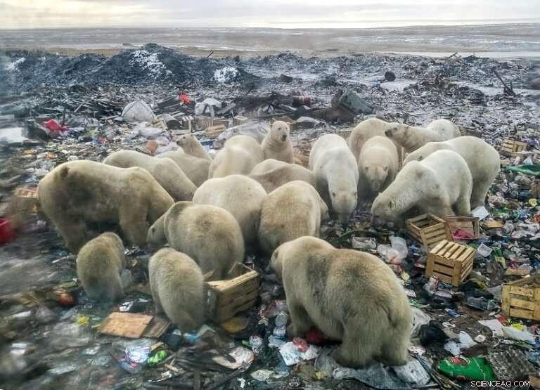 Russia’s Arctic Development Threatens Polar Bears, Intensifying Climate Challenges