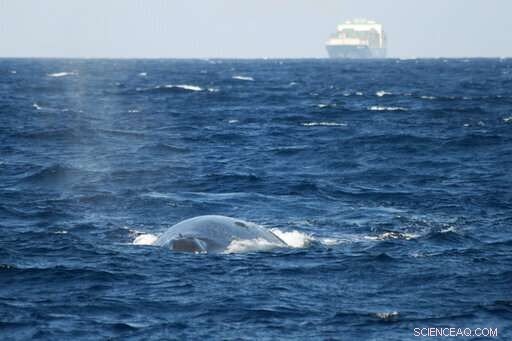 Sri Lanka s Unexpected Collaboration Aims to Protect Blue Whales, Yet Faces Hurdles